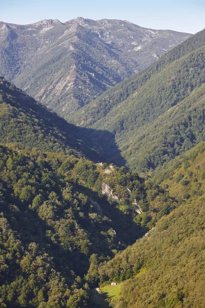 アストゥリアスの樫の木の森風景 Muniellos の視点 スペイン — ストック写真