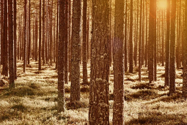 Finland Skog Solnedgång Vid Pieni Karhunkierros Trail Höstsäsongen Horisontell — Stockfoto