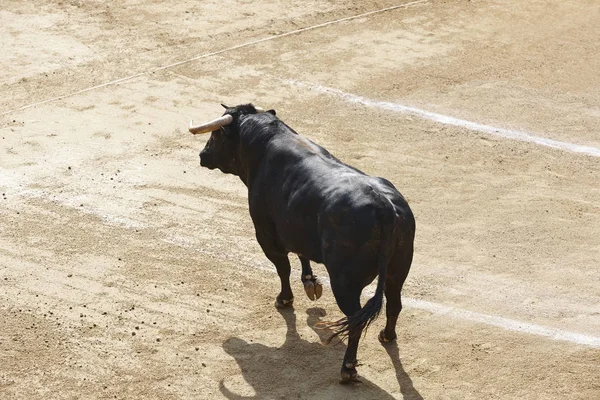 Lotta Contro Tori Nell Arena Bullring Toro Bravo Spagna Orizzonte — Foto Stock