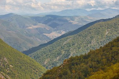 Meşe ağacı orman Asturias manzarada. Muniellos doğal park. İspanya