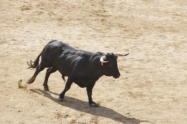 Lupta Taurul Arenă Bullring Toro Bravo Spania Orizontală — Fotografie, imagine de stoc