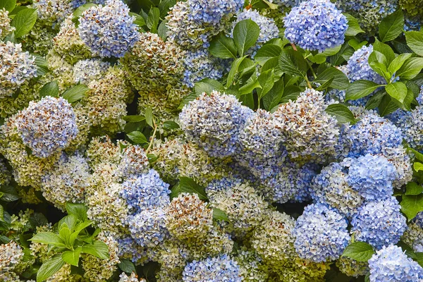 Bunches of blue and yellows hydrangeas. Colorful flowers background. Horizontal