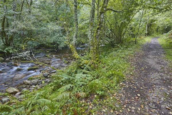 Green Forest Stream Muniellos Biosphere Reserve Asturias Spain — Stock Photo, Image