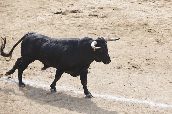 Fighting Bull Arena Bullring Toro Bravo Spain Horizontal — Stock Photo, Image