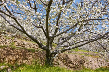 Jerte Valley, Caceres kiraz çiçeği. Bahar İspanya. Mevsimlik