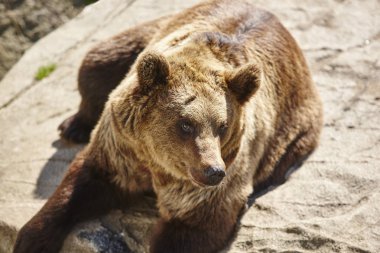 Kahverengi ayı kayanın üzerinde oturuyor. Vahşi yaşam ortamı. Hayvan arka plan