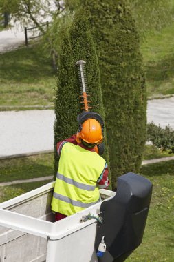 Donanımlı işçisi budama ağaca bir vinç. Bahçe işleri