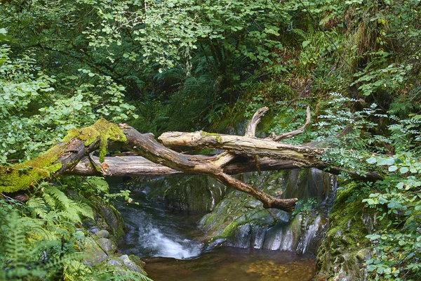 Groene Bos Met Stroom Muniellos Biosphere Reserve Asturias Spanje — Stockfoto