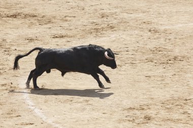 Arenada boğa mücadele. Bullring. Toro bravo. İspanya. Yatay