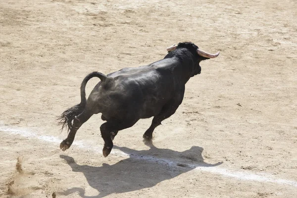 Toro Lucha Corriendo Arena Plaza Toros Toro Bravo España — Foto de Stock