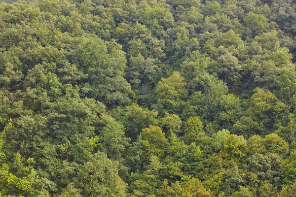 Bosque Roble Verde Reserva Biosfera Muniellos Asturias España —  Fotos de Stock