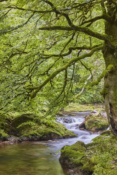 Groene Woud Met Stroom Muniellos Biosphere Reserve Asturias Spanje — Stockfoto