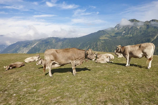 Cows Grazing Mountains Livestock Idyllic Landscape Cattle Farm — Stock Photo, Image