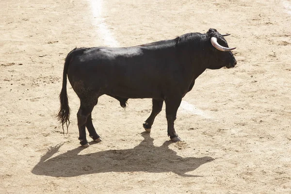 Lotta Contro Toro Nell Arena Bullring Toro Bravo Spagna Orizzonte — Foto Stock