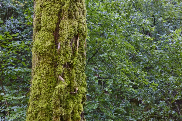 Detalle Musgo Tronco Árbol Bosque Verde —  Fotos de Stock