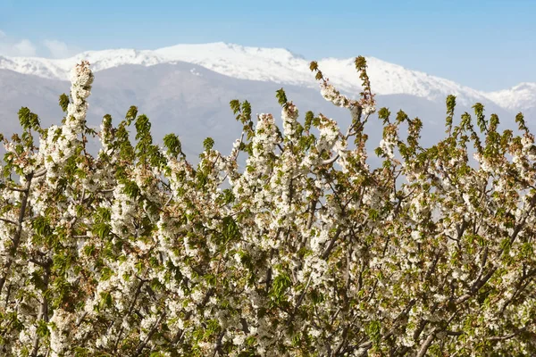 Flor Cerezo Valle Jerte Cáceres Primavera España Estacional — Foto de Stock