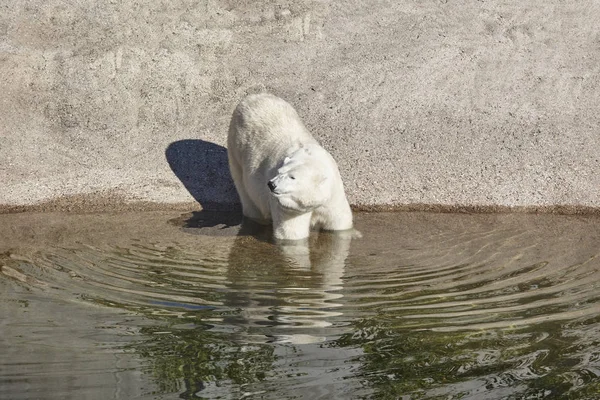 Θηλυκή Πολική Αρκούδα Στο Ζωολογικό Κήπο Πανίδας Υπό Εξαφάνιση Οριζόντια — Φωτογραφία Αρχείου