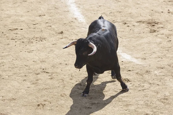 Taureau Combattant Dans Arène Des Arènes Toro Bravo Espagne Horizontal — Photo