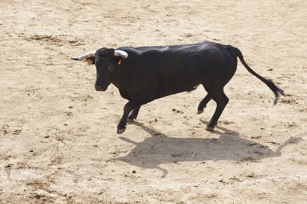 Taureau Combattant Dans Arène Des Arènes Toro Bravo Espagne Horizontal — Photo