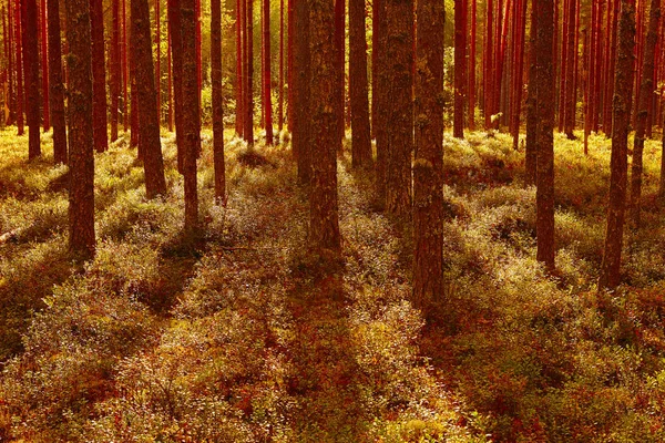 Finland Trä Tallskog Vid Solnedgången Bakgrundsbelyst Landskap Resor Bakgrund — Stockfoto