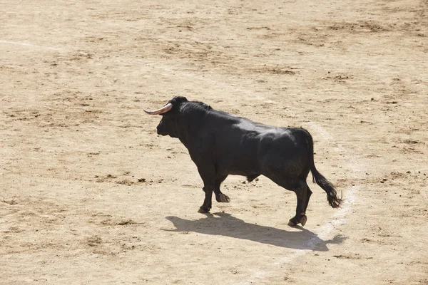 Taureau Combattant Dans Arène Des Arènes Toro Bravo Espagne Horizontal — Photo