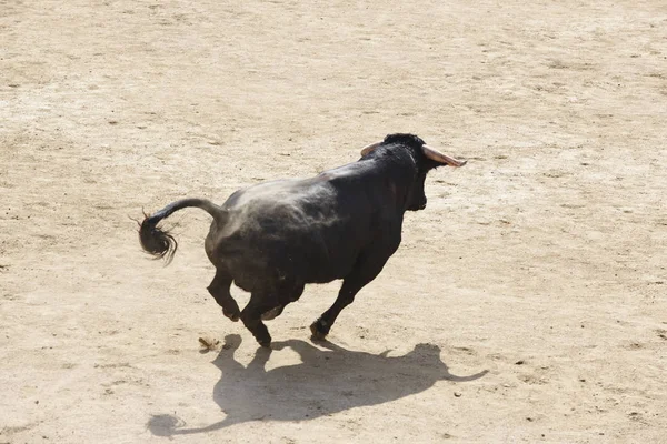 Arenada Çalışan Boğa Mücadele Bullring Toro Bravo Spanya — Stok fotoğraf