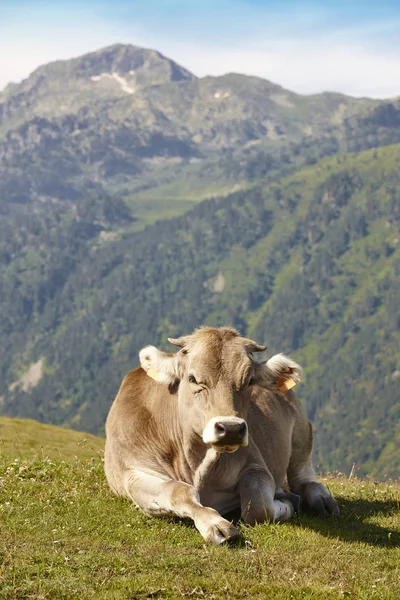 Αγελάδα Που Βόσκουν Στα Βουνά Ζωικού Κεφαλαίου Ειδυλλιακό Τοπίο Βοοειδή — Φωτογραφία Αρχείου