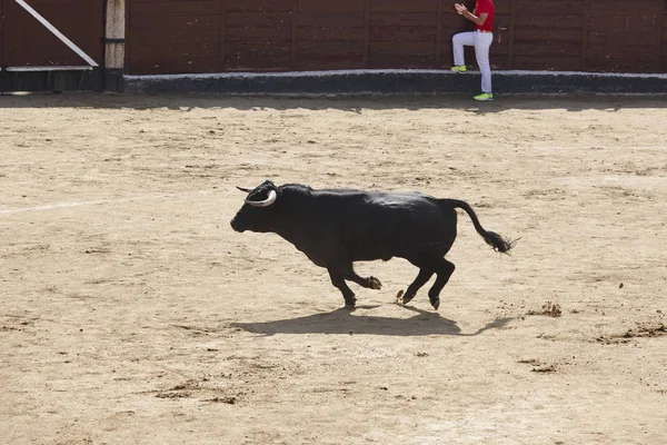 Fighting Bulls Arena Bullring Toro Bravo Spain Horizontal — Stock Photo, Image