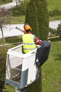 Donanımlı işçisi budama ağaca bir vinç. Bahçe işleri