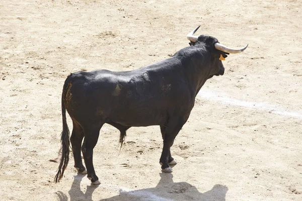 Lotta Contro Toro Nell Arena Bullring Toro Bravo Spagna Orizzonte — Foto Stock