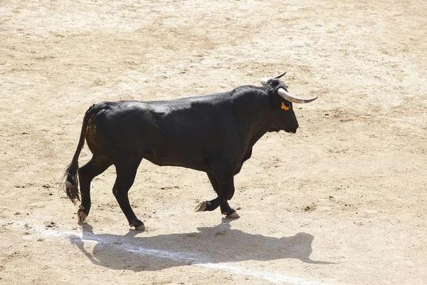 Taureau Combattant Dans Arène Des Arènes Toro Bravo Espagne Horizontal — Photo