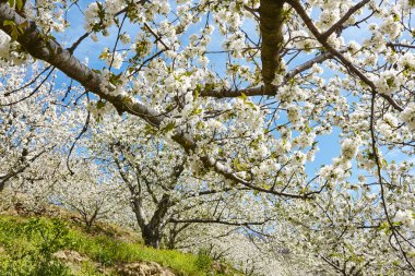Jerte Valley, Caceres kiraz çiçeği. Bahar İspanya. Mevsimlik