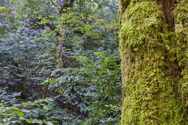 緑の森の木の幹に苔の詳細 水平方向 — ストック写真