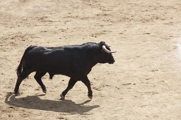 Arenada Boğa Mücadele Bullring Toro Bravo Spanya Yatay — Stok fotoğraf