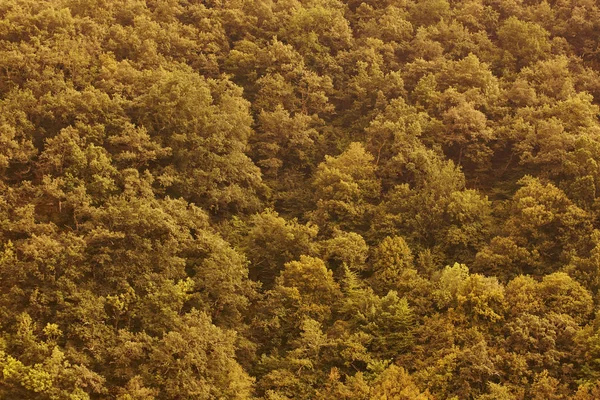 Bosque Roble Verde Reserva Biosfera Muniellos Asturias España —  Fotos de Stock