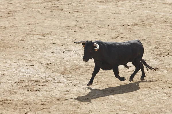 Tjurarna Arenan Tjurfäktningsarenan Toro Bravo Spanien Horisontell — Stockfoto