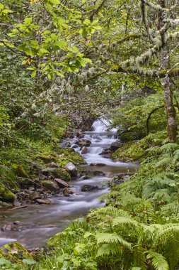 Muniellos biyosfer akışında ile yeşil orman rezerv, Asturias. İspanya