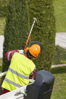 Donanımlı işçisi budama ağaca bir vinç. Bahçe işleri
