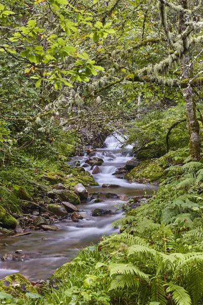 Groene Woud Met Stroom Muniellos Biosphere Reserve Asturias Spanje — Stockfoto