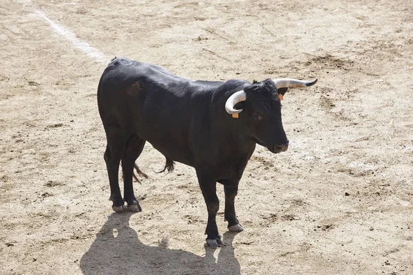 Lotta contro il toro nell'arena. Bullring. Toro bravo. Spagna — Foto Stock