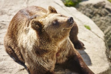 Kahverengi ayı kayanın üzerinde oturuyor. Vahşi yaşam ortamı. Hayvan arka plan