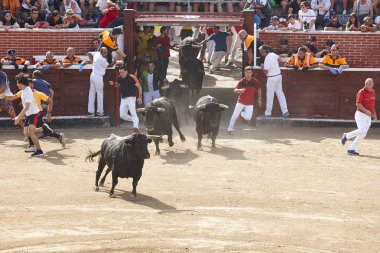 Arena çalışan boğa mücadele. Encierros San Sebastian Reyes. İspanya