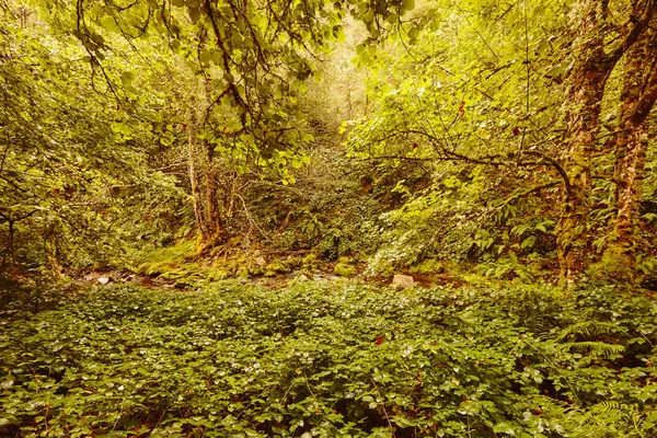 Groene Woud Met Stroom Muniellos Biosphere Reserve Asturias Spanje — Stockfoto