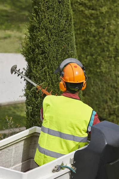 Operaio Equipaggiato Che Potava Albero Una Gru Lavori Giardinaggio — Foto Stock