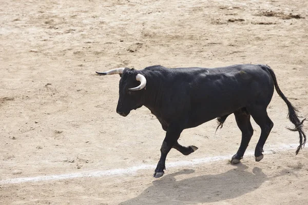 Lotta contro il toro nell'arena. Bullring. Toro bravo. Spagna — Foto Stock