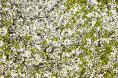 Jerte Valley, Caceres kiraz çiçeği. Bahar İspanya. Mevsimlik