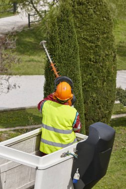 Donanımlı işçisi budama ağaca bir vinç. Bahçe işleri