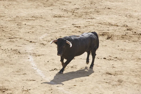 Fighting Bulls Arena Bullring Toro Bravo Spain Horizontal — Stock Photo, Image