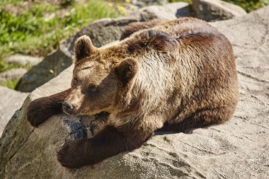 Kahverengi ayı kayanın üzerinde oturuyor. Vahşi yaşam ortamı. Vahşi hayvanlar