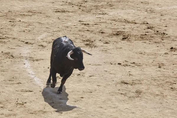 Arenada Boğa Mücadele Bullring Toro Bravo Spanya Yatay — Stok fotoğraf